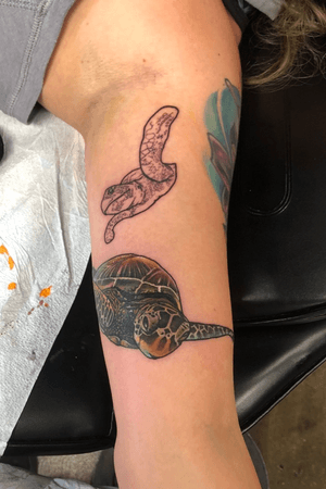 First session on Tracy’s turtles
