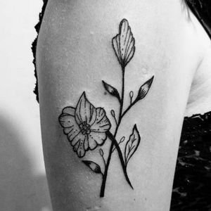 Botânica sempre ajuda aos iniciantes da tatuagem