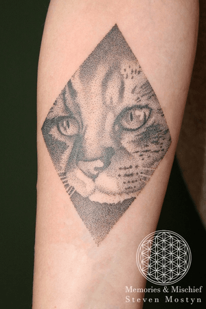 Dotwork Kitteh adapted from client photo and tattooed by Mister Mostyn