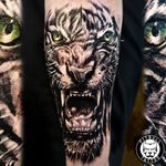 Realistic tiger tattoo #tiger #realistic #phuket #thailand #inkedgirl #blackandgrey #animal #arm #patong #tigertattoo #tattoo #tigertattoo