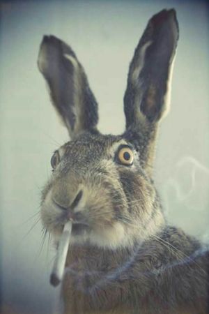 Crazy Rabbit