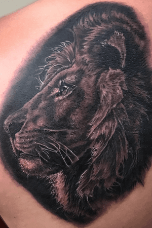 Lion portrait 