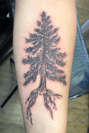 Fun little pine tree from today.