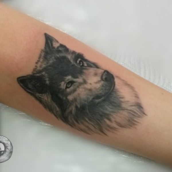 Tattoo from Taisha Factory- Černá mamba