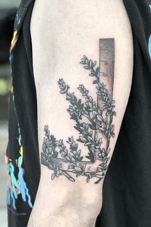 Plant life, Thyme, Ruler, Black and Grey 