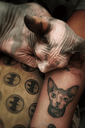 Sphynx tattoo. Tatuagem baseada na foto da Margot.