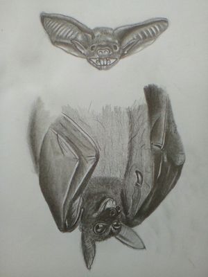 Bat face drawing and upsidedown bat portrait.