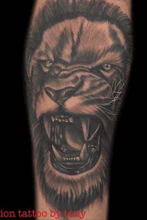 Black and grey realism lion done by tony... folow him on instagram @toniitattoos... if you are intrested in getting tattooed by tony feel free to email or call... 