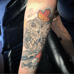 Healed owl