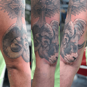 In progress first 4 hours on this Ram Tattoo. Black and grey with opaque greys realistic upper arm tattoo.