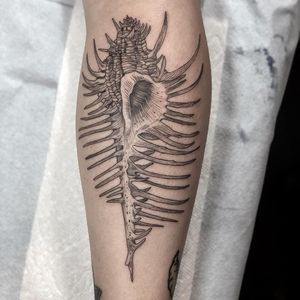 Tattoo by Anka #Anka #oceanlifetattoos #oceanlife #ocean #nature #wildlife #animal #water #linework #etching #fineline #shell #conch #seashell