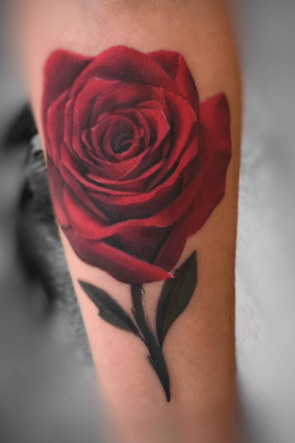 75 Lovable Red Rose Tattoos and Designs With Meanings