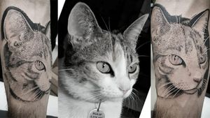 Kbide Tattoo Whats:48-99984-3904 Instagram: @kbidetattoo #kbidetattoo #laybackbeer #tattoo #tattoos #tattoosofig #tattoosofinstagram #tatuadoresbrasileiros #electricink #cat #gato #pet #tattoodo #tattooed #ink #inked #inkedup #realism #portrait #blackandgray #tattoo2me #floripa #florianopolis #floripando #ilhadamagia #campeche #riotavres #morrodaspedras #lagoadaconceicao #floripamilgrau #realismo