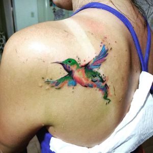 colibri pajaro color
