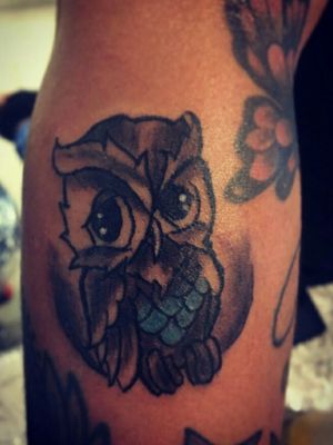 Owl on forearm