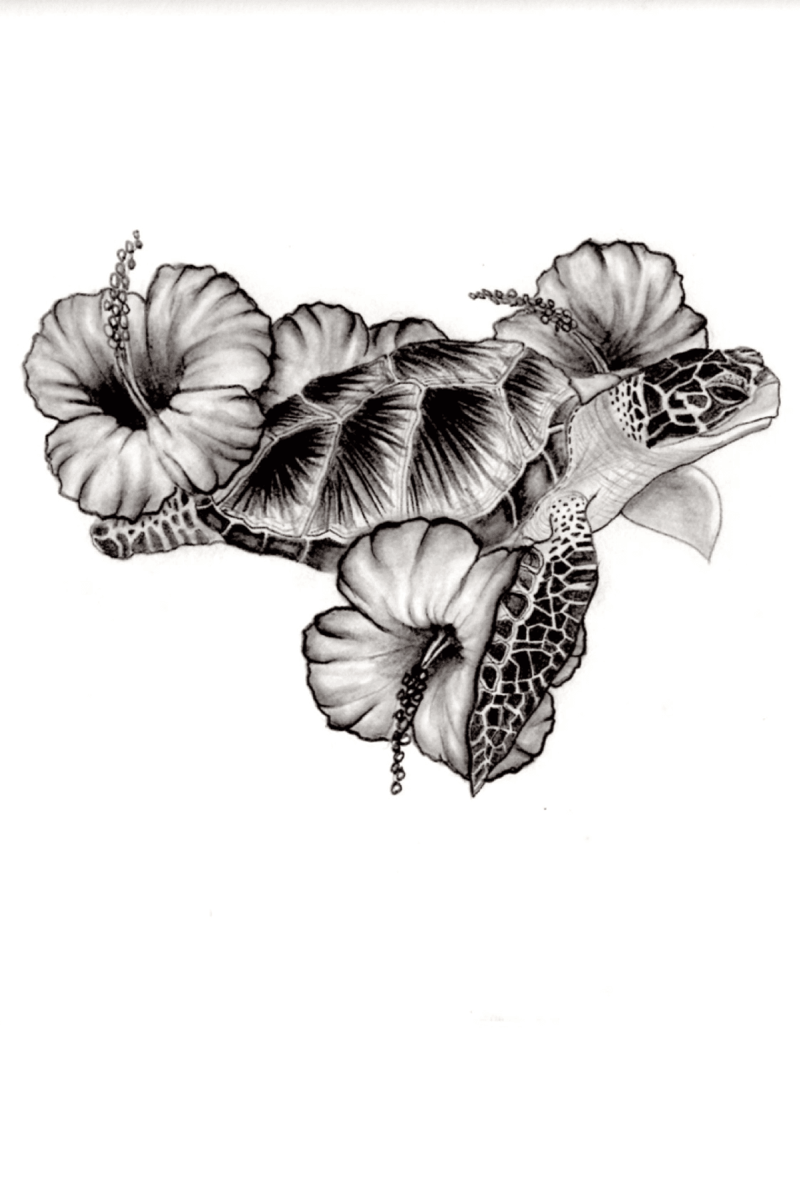 Sea turtle Hawaiian hibiscus Tattoo turtle transparent background PNG  clipart  HiClipart