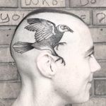 Tattoo by Ciara Havishya aka Samsara Rat #CiaraHavishya #SamsaraRat #favoritetattoos #favorite #best #illustrative #bird #wings #feathers #freedom #headtattoo #scalp