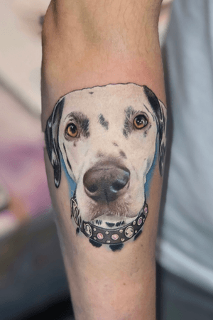 Penny the Dalmation