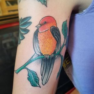 Scarlet tanager done by Chris DeAngel (insta: @chrisdeangel)