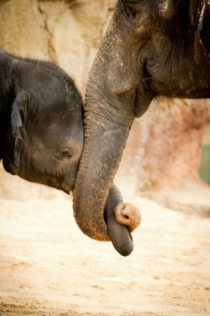 Elephant & Mother