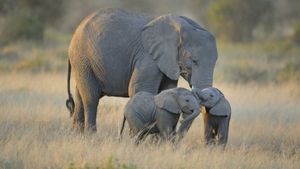 Elephant and babies