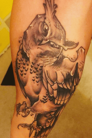 Owl on forearm