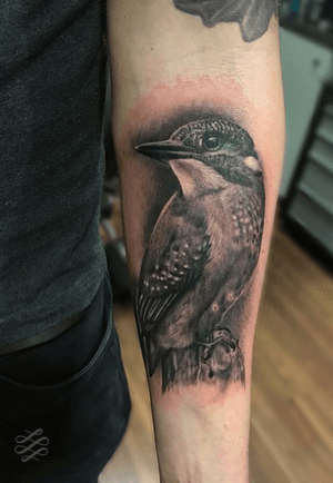 A kingifisher for Pete from a few months back. Part of his wildlife themed sleeve. #lewishazlewood #lewishazlewoodtattoo #staganddaggertattoo #somerset #uk #blackandgrey #blackandgreytattoo #blackandgray #blackandgraytattoo #bng #bngtattoo  #realistic #realistictattoo #realism #realismtattoo #blackandgreyrealism #kingfisher #kingfishertattoo
