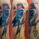 www.poluxdi.com Pereira Colombia Bird tattoo