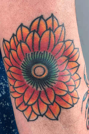 Fully healed and settled elbow cactus flower