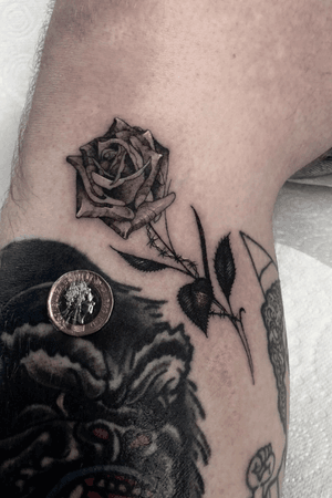 Single needle rose. 