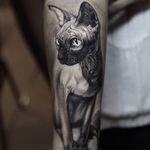 Tattoo by Stefano Alcantara #StefanoAlcantara #cattattoos #cat #kitty #petportrait #animal #nature #sphinx #illustrative #egyptian #darkart