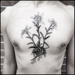 #totemica #tunguska #black #edelweiss #flower #leontopodium #botanical #tattoo #bionictattoostudio #rovereto #trento #italy #blacktattooart #tattoolifemagazine #tattoodo #blackworkers #blackwork 