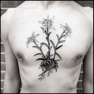 #totemica #tunguska #black #edelweiss #flower #leontopodium #botanical #tattoo #bionictattoostudio #rovereto #trento #italy #blacktattooart #tattoolifemagazine #tattoodo #blackworkers #blackwork 