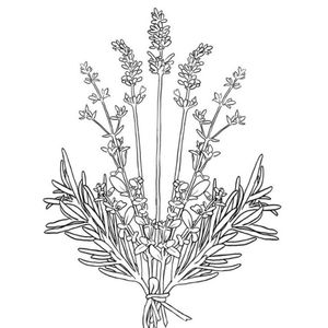 Lavender, Rosemary, thyme
