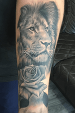 Nice lion portrait 
