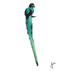 This is a tattoo I designed for one of my friends - it is a Resplendent Quetzal bird