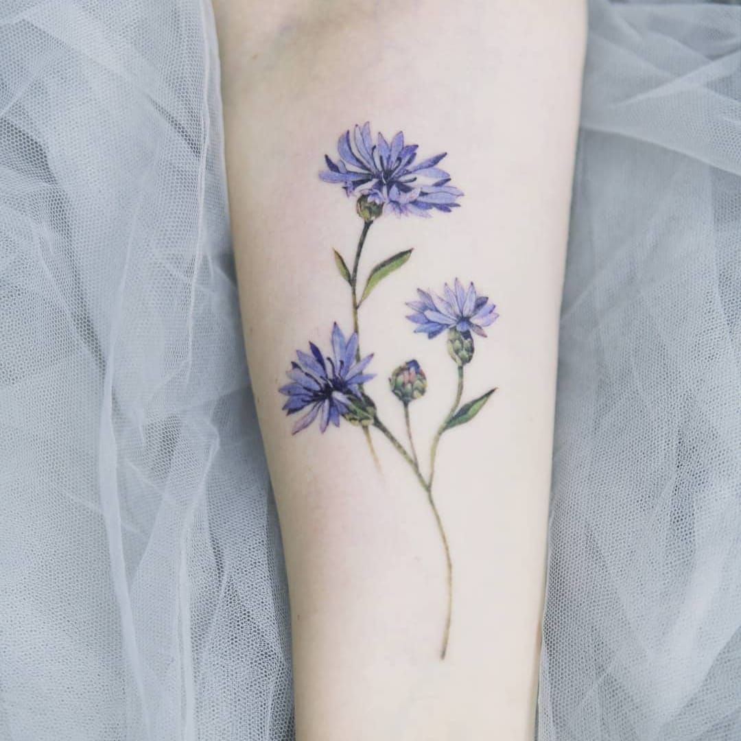 Cornflower Meaning Spiritual Symbolism Color Meaning  More 
