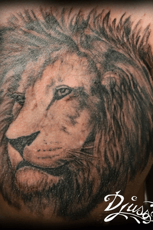 Portrait de lion réaliste sur la poitrine d’un homme. Cover up de lettrage sur le côté de l’oeil.
