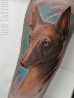 Stunning Pharaoh Hound portrait by @sto.tattoo ! One session, one strong lady and great result, we love it! To book your dream tattoo with us, send your enquiry to: www.tattooinlondon.com crimson.tide.tattoo@gmail.com South West London custom tattoo studio #uktattoo #crimsontideink #ctilondon #realisticink #realistictattoo #realism #realismtattoo #portraittattoo #portrait #dogtattoo #dogportrait #colorrealism #colortattoo #pharaohhound #tootingtattoo #tattoo #tattoos #londontattoos #londontattoos #balham #wandsworth #mitcham #croydon #collierswood #beautifultattoo #besttattoos