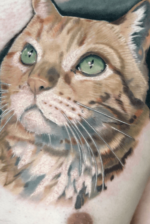 Cat portrait color