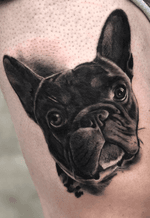 Dog portrait bulldog