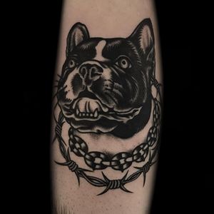 Tattoo by Austin Maples #AustinMaples #dogtattoos #dogtattoo #dog #animal #petportrait #mansbestfriend #pitbull #chain #barbedwire #blackandgrey #traditional