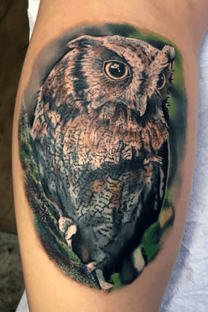 Owl color realism nature