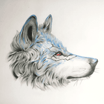 Wolf sketch