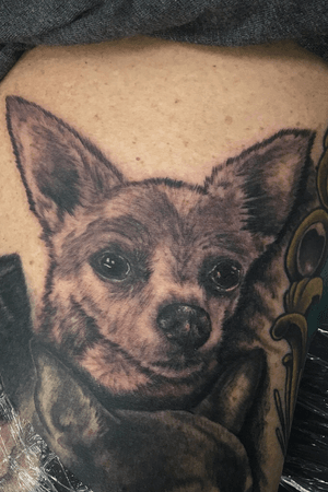 Added this pup to clients leg sleeve