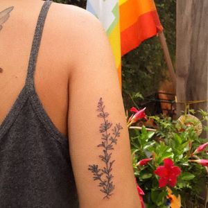 #Alecrim #rosmarino 🌿🌈 🌿🖌 #twig #alecrim #rosmarino #lgbt #offshoot #bunch #bouquet #strauß #mazzo #ramo #natural #natürlich #naturale #naturel #fleur #fiore #flor #flower #tattoo #tatouage #tattoo #tatuagem #tatuaje #tatuaggio #tattoodo #tattoo2me #aurorabeatriz #arte #theartoftattoo #brazil 🍃
