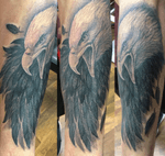 American bald eagle 