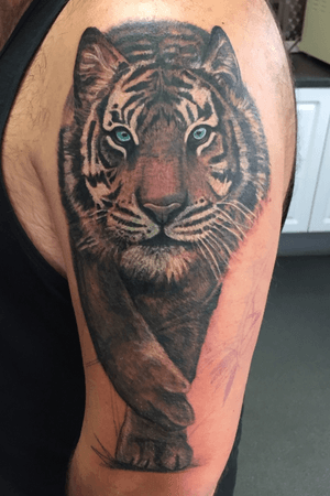 #tiger #coverup #blueeyes 