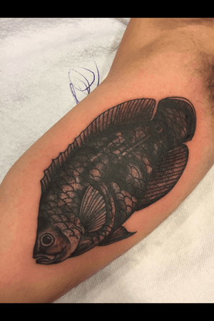 Oscar cichlid fish 