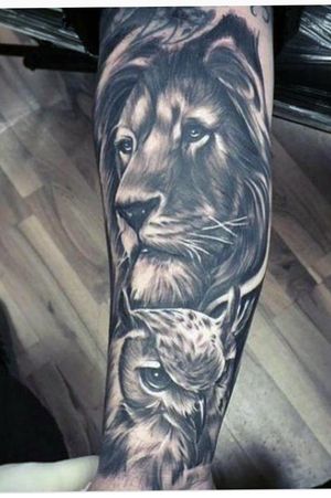 Lion and owl